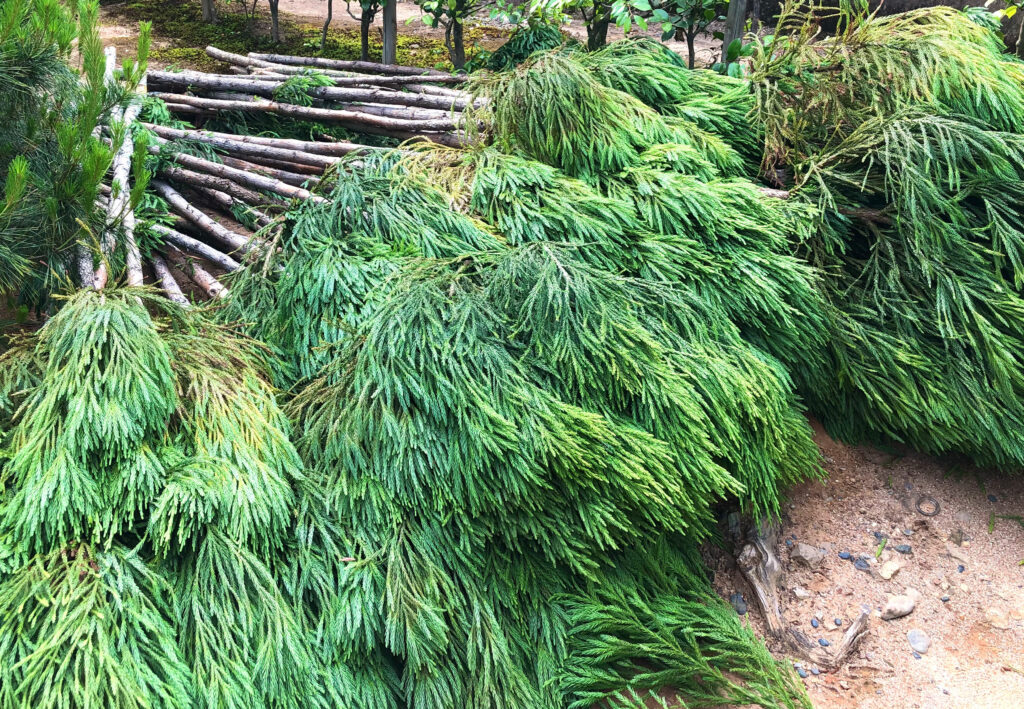 大徳寺「総見院」境内の杉の間伐材