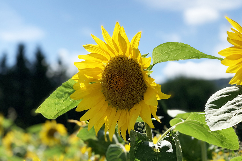 夏リリーストップ_ひまわり
