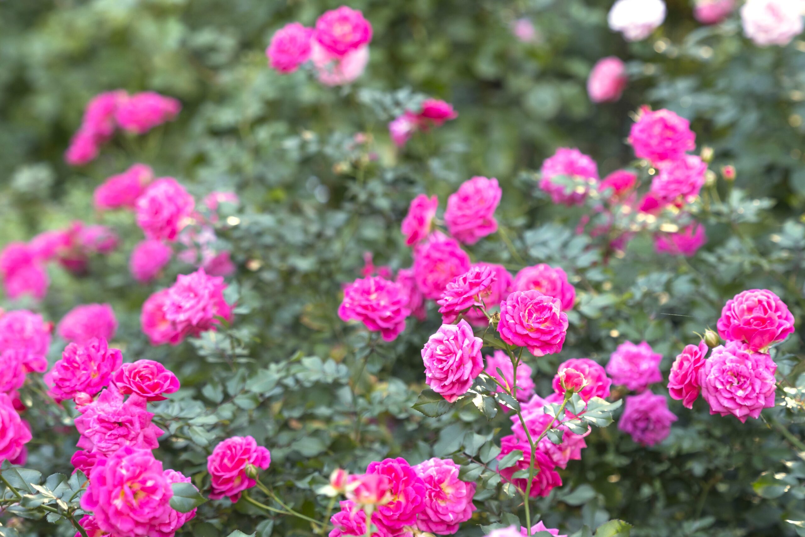 練馬区立 四季の香ローズガーデン／秋のバラを堪能する「2025オータム