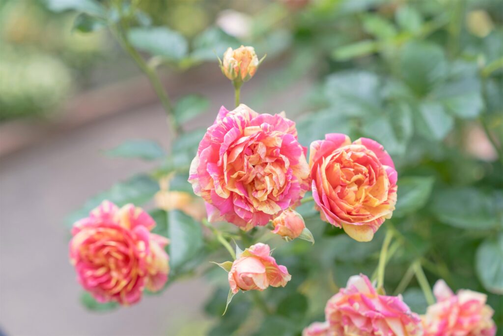 シンボルローズ四季の香