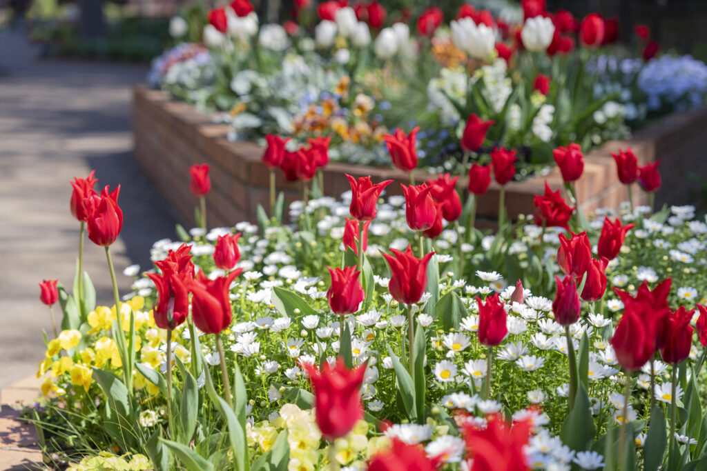 1万本のチューリップ