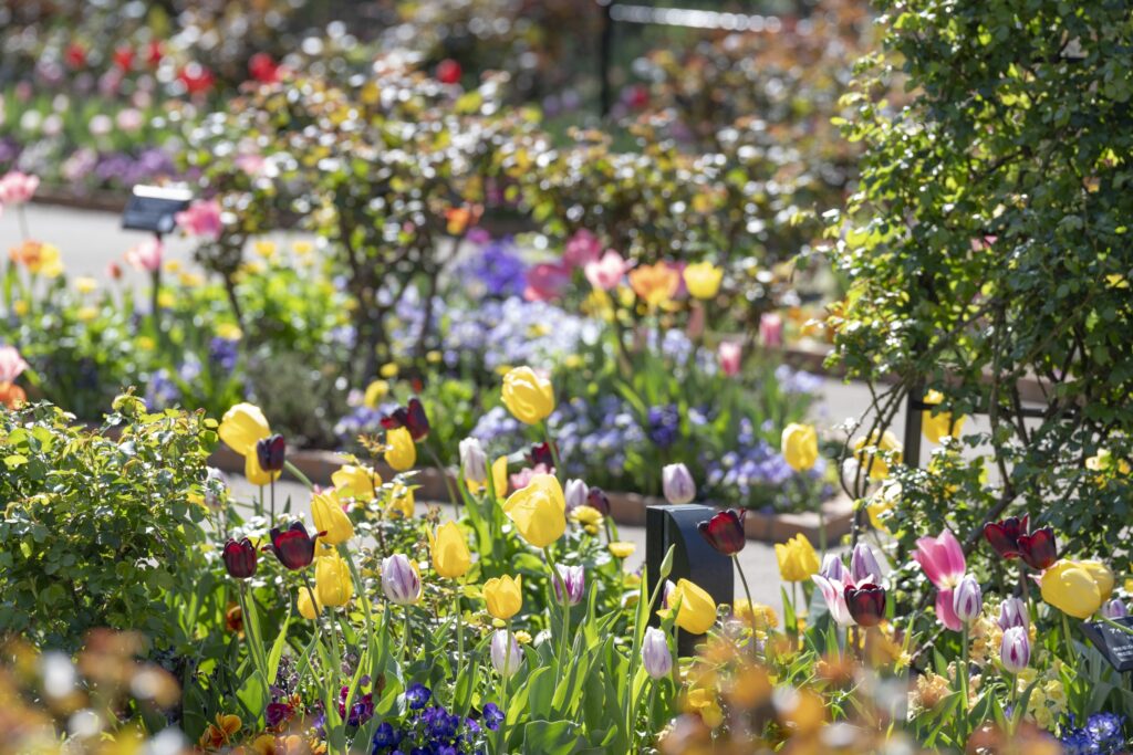 1万本のチューリップ